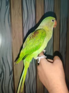 Tame Kashmiri Raw parrot female