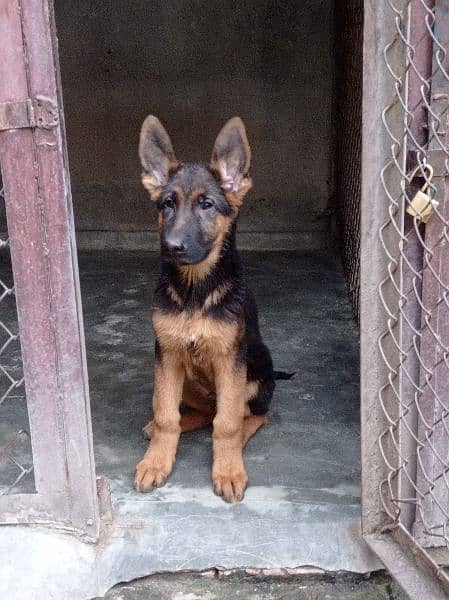 German Shepherd Puppy 2