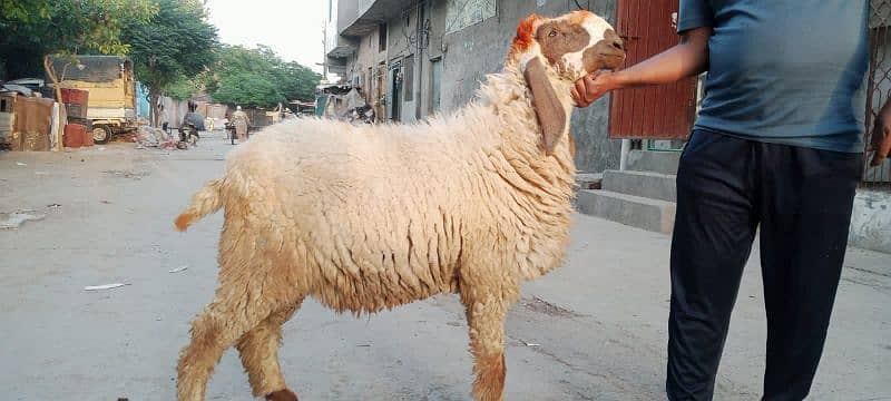 chatra for sale 03017753177 7