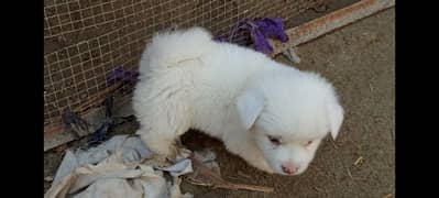 Russian pink nose pups available