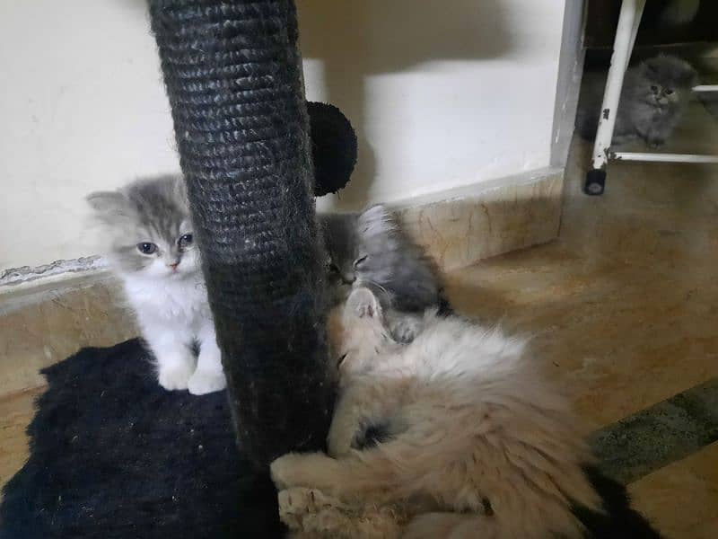 persian kittens for sale 5
