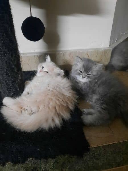 persian kittens for sale 7