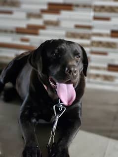 labrador Male , 12 months age , Pedigree  ( Micro-chipped )