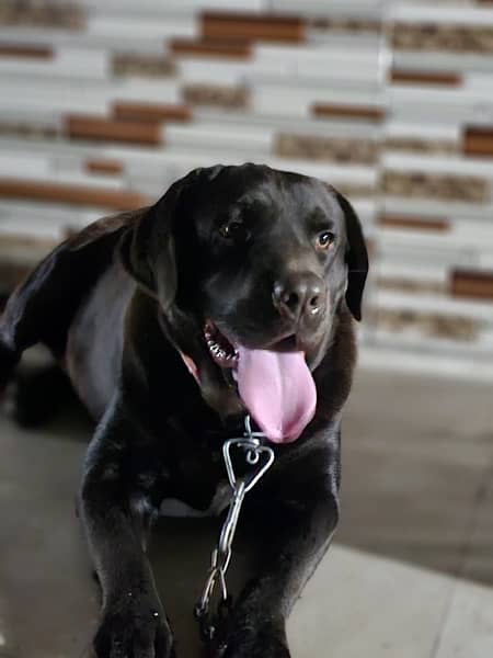labrador Male , 12 months age , Pedigree  ( Micro-chipped ) 0