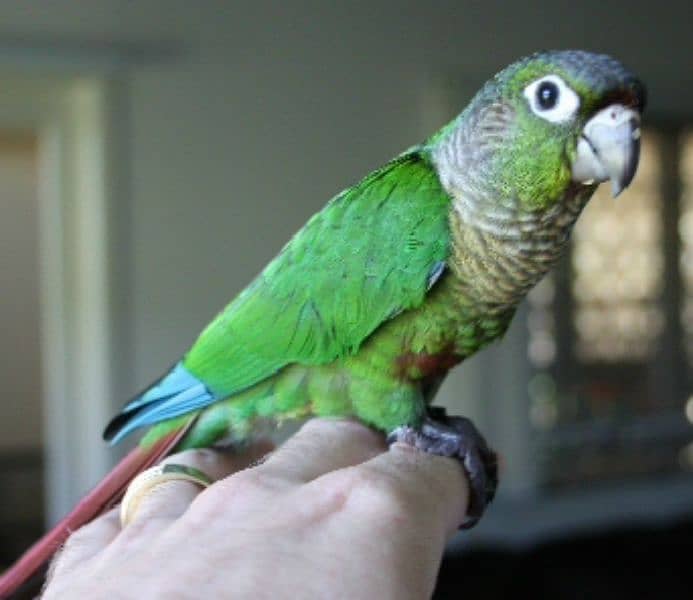 pastel split into / fisher / yellow sided green cheek conure 0