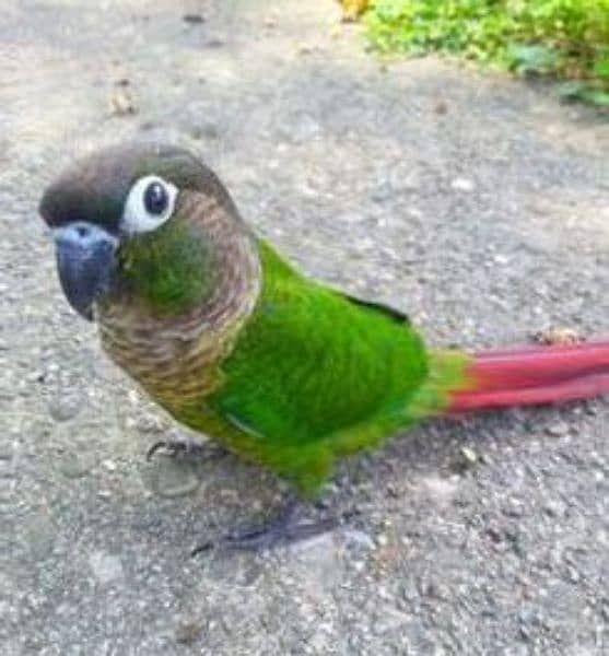 pastel split into / fisher / yellow sided green cheek conure 1