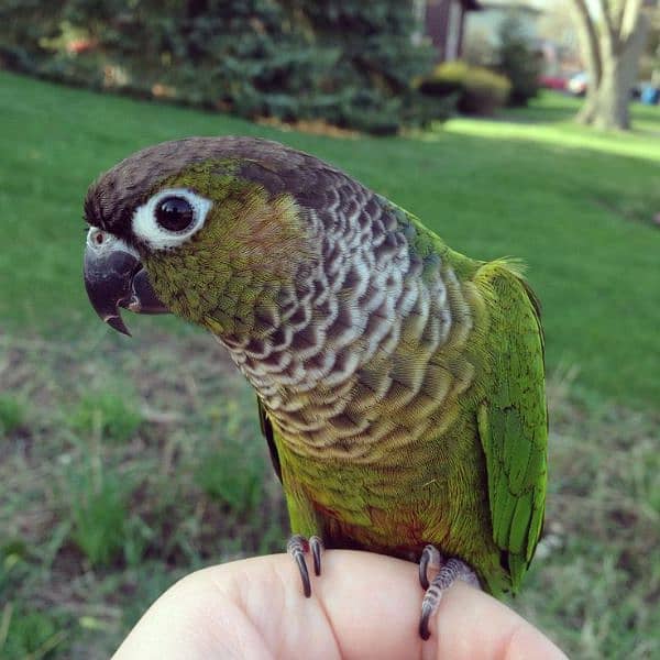 pastel split into / fisher / yellow sided green cheek conure 2