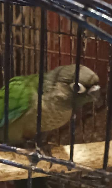 pastel split into / fisher / yellow sided green cheek conure 5