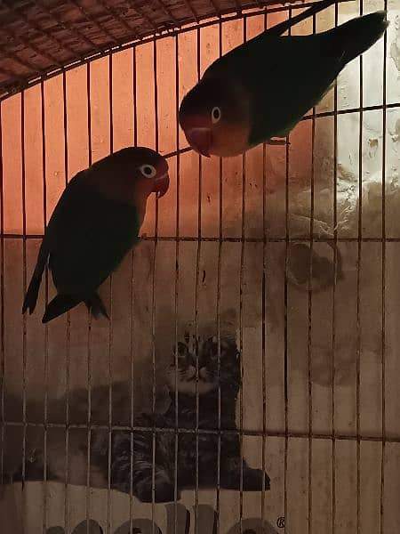pastel split into / fisher / yellow sided green cheek conure 9