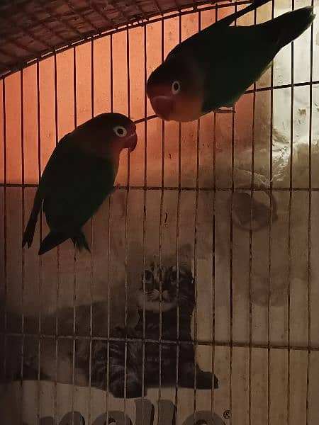 pastel split into / fisher / yellow sided green cheek conure 10