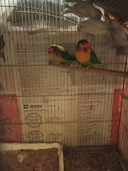 pastel split into / fisher / yellow sided green cheek conure 11