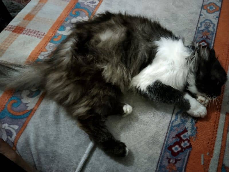 Persian female cat 1