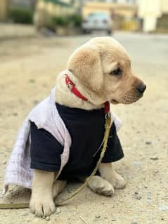 Labrador puppy 4 months dog