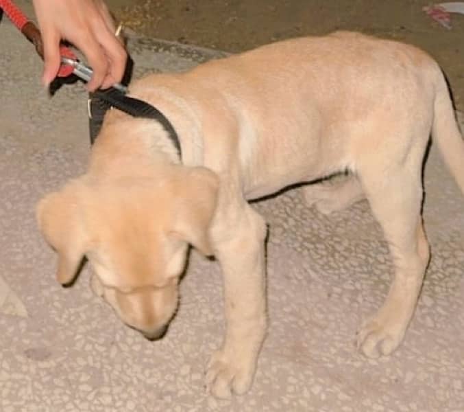 Labrador puppy 4 months dog 1