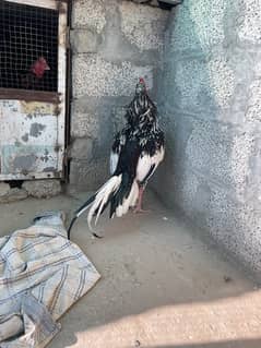 hight quality bird hight price 2 bird for sale pure aseel