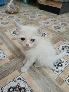 cats persion breed grawe colour and one white green and blue eyse