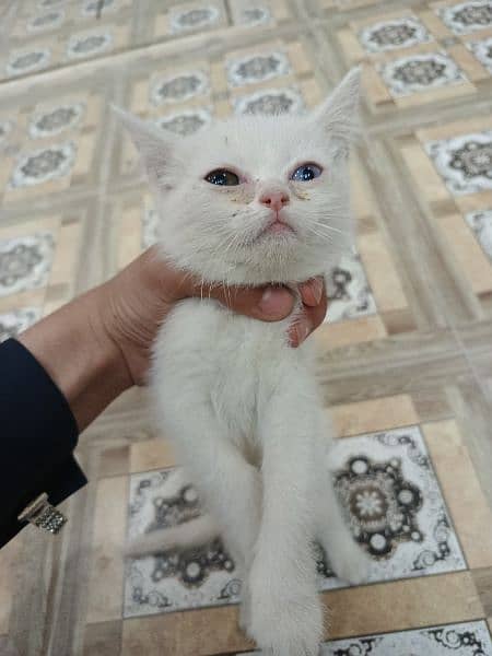 cats persion breed grawe colour and one white green and blue eyse 1