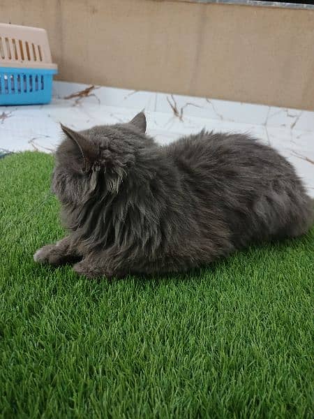 cats persion breed grawe colour and one white green and blue eyse 5