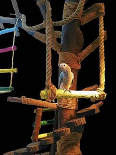 African Grey Parrot