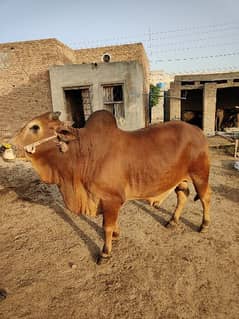 . Cow | Bull | bachra | Desi wacha for Qurbani 2024