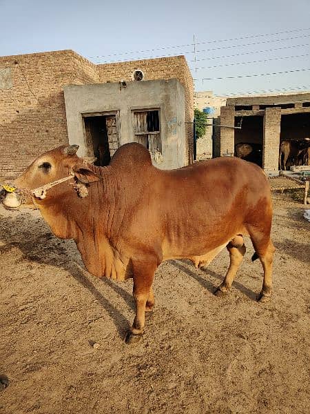 . Cow | Bull | bachra | Desi wacha for Qurbani 2024 0