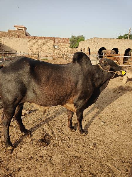 . Cow | Bull | bachra | Desi wacha for Qurbani 2024 1