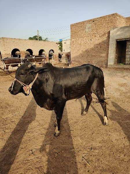 . Cow | Bull | bachra | Desi wacha for Qurbani 2024 2