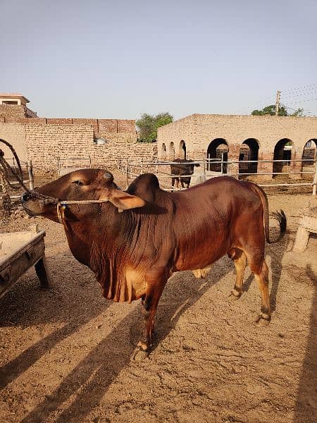 . Cow | Bull | bachra | Desi wacha for Qurbani 2024 3