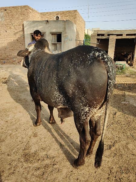 . Cow | Bull | bachra | Desi wacha for Qurbani 2024 4