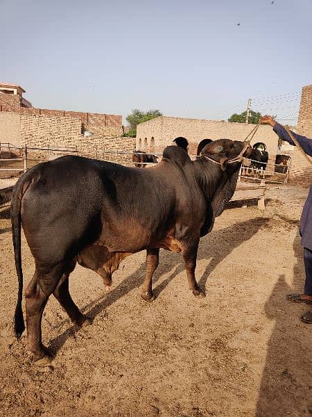 . Cow | Bull | bachra | Desi wacha for Qurbani 2024 5