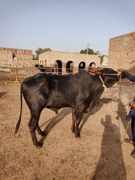 . Cow | Bull | bachra | Desi wacha for Qurbani 2024 6