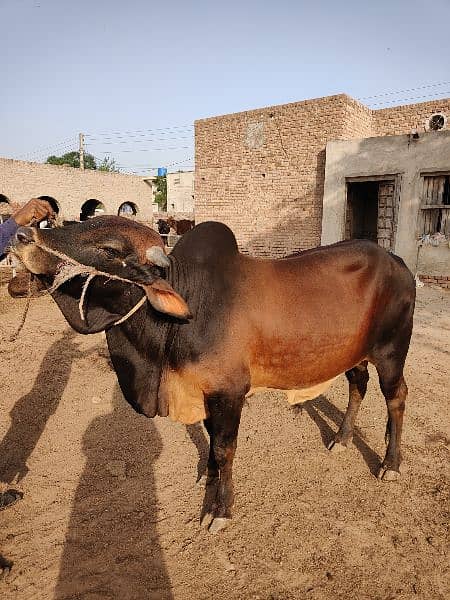 . Cow | Bull | bachra | Desi wacha for Qurbani 2024 7