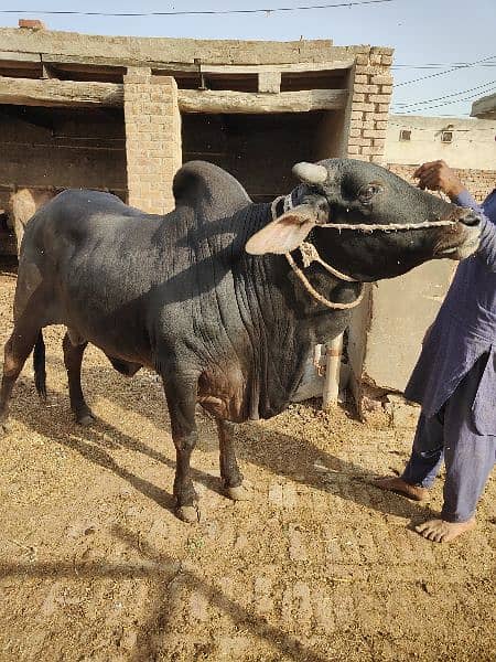 . Cow | Bull | bachra | Desi wacha for Qurbani 2024 8