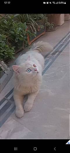 odd eye cat