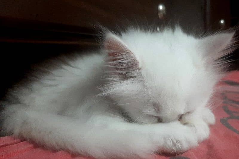White persian kittens Two  50 days old 1
