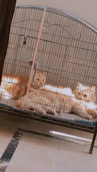 persion cats trippel couted need and clean 5