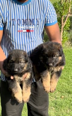 german sheprd puppies