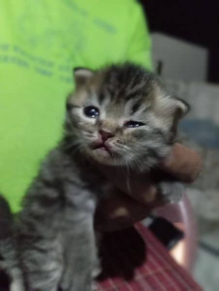 parsion kitten urgent sale 2