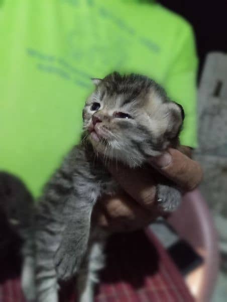parsion kitten urgent sale 3