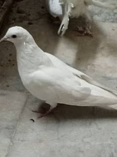 Fancy White Male pigeon