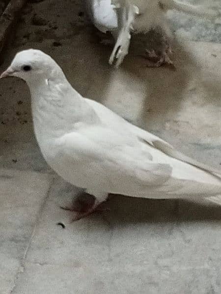 White Male pigeon 0