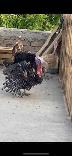 turkey bird breeding pair healthy 0