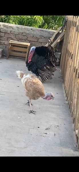 turkey bird breeding pair healthy 2