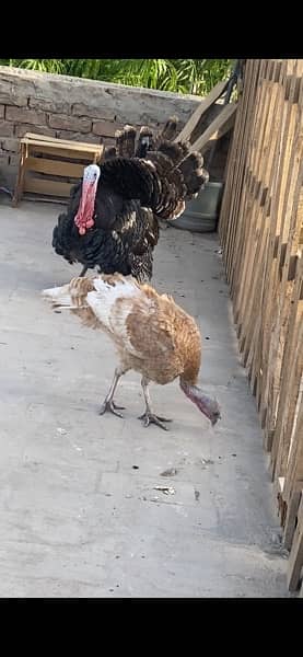 turkey bird breeding pair healthy 3