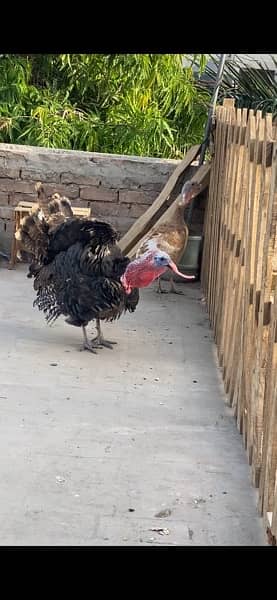 turkey bird breeding pair healthy 4