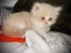 Persian kitten
Triple coated