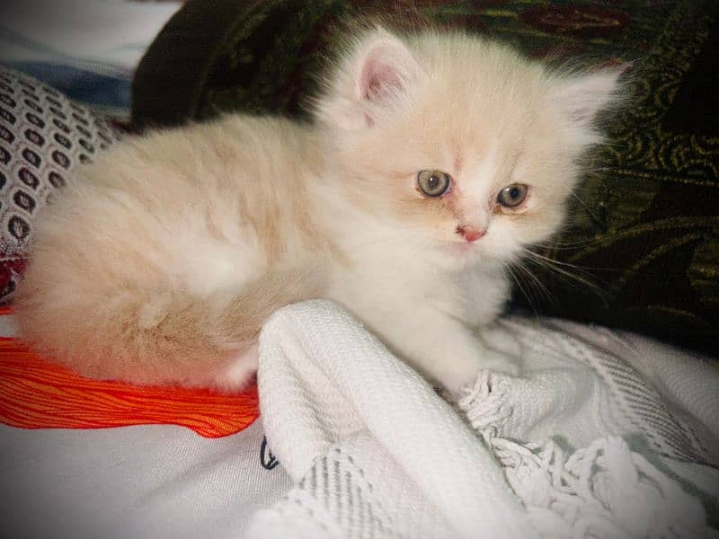 Persian kitten
Triple coated 0