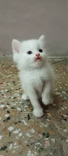 Persian Kitten Tripple Coated
