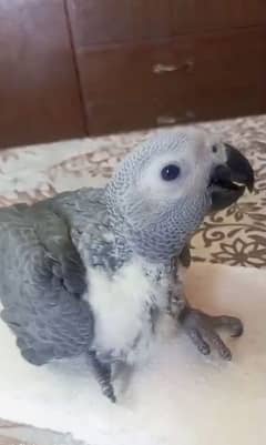 African grey parrot chick