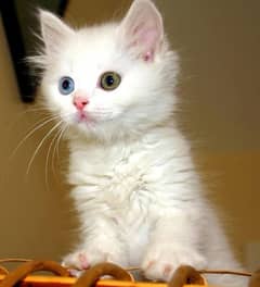 Persian Male Kitten Odd Eyes